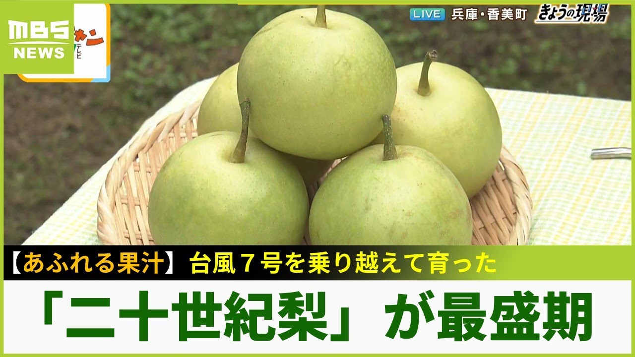 台風7号を乗り越えて育った大きくて甘～い「二十世紀梨」今が最盛期