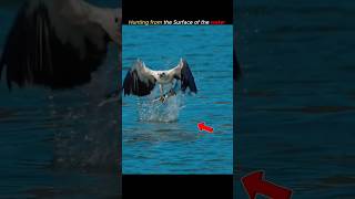 Eagle 🦅 Hunting Skill VS Falcon Skill#shortsfeed #hunting #falcon #eagles
