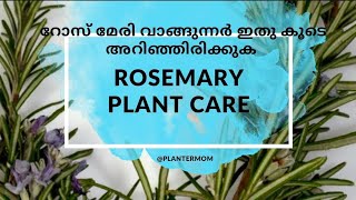 റോസ് മേരി വാങ്ങുന്നവർ ഇതു കൂടി അറിഞ്ഞിരിക്കുക |Rosemary care|english& Malayalam |plantermom