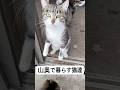 山奥で暮らす猫達。1月中旬これからが冬本番です。皆様からの温かいご支援のおかげで、この子達の命が繋がっています!!本当にありがとうございます🙇‍♀️ #猫を救いたい #山奥で暮らす猫達#TNR活動