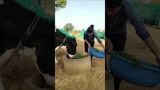 ये 4 गलती भूलकर भी मत करना 💯 #farming #dairyfarm #trending#shorts#explore