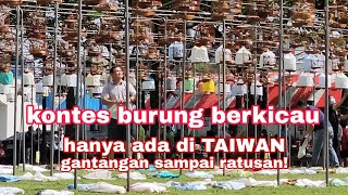 lomba burung pleci terbesar di Taiwan.ternyata tidak mudah untuk jadi juara 😢