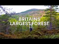 My quest to find the uks largest forest