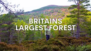 My Quest to find the UK's Largest Forest...