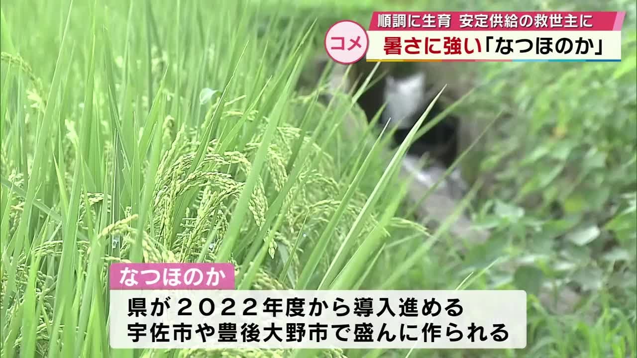 まもなく終了！1等米 30kg 大分県産 新米 なつほのか メルカリ