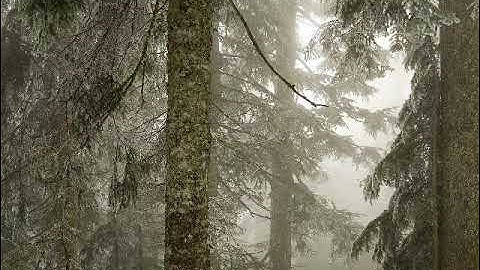 سورة الدخان بصوت القارئ نايف السالم