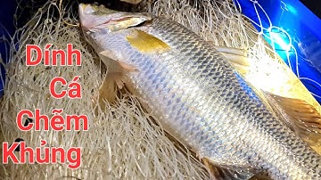 Lưới Cá Chẽm Được Con 8,1kg Đi Bán Nữa!