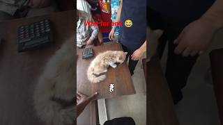 aaj dost khride ga billi #newvideo #minivlog #viral
