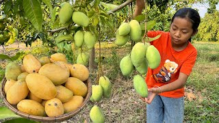 Smart girl Pich harvest mango to make ripe  Cooking ripe mango with skills  Cooking with Sreypich