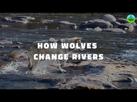 How Did Wolves Change The Geology Of Yellowstone National Park