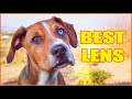 Dog Photography- what are the best lenses to use?