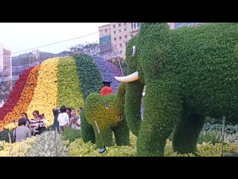 Part 2 Hongkong flower show.Different kinds of flowers nice to walk around very relaxing🥰