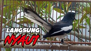 suara kacer gacor ngeplong, pancingan kacer langsung nyaut #kacer #kacergacor #kacerngeplong suara kacer gacor ngeplong, pancingan kacer langsung nyaut #kacer #kacergacor #kacerngeplong