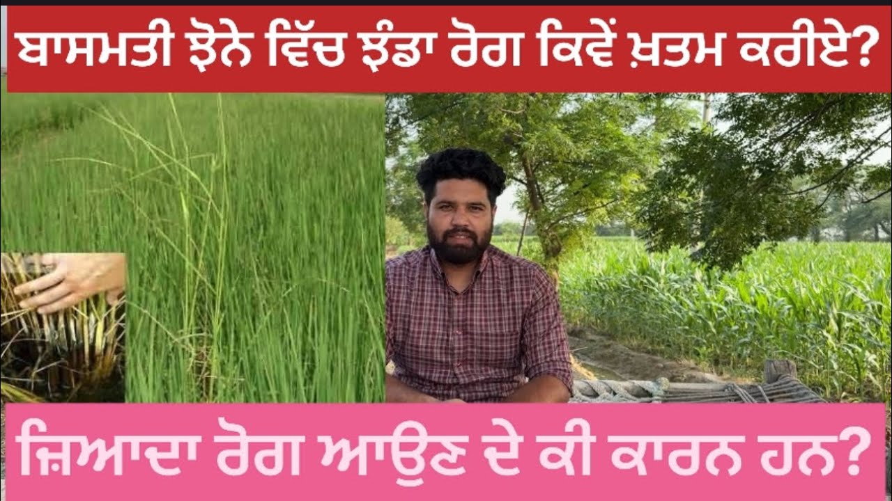 ਬਾਸਮਤੀ ਝੋਨੇ ਵਿੱਚ ਝੰਡੇ ਰੋਗ ਨੂੰ ਕਿਵੇ ਖਤਮ ਕਰੀਏ?