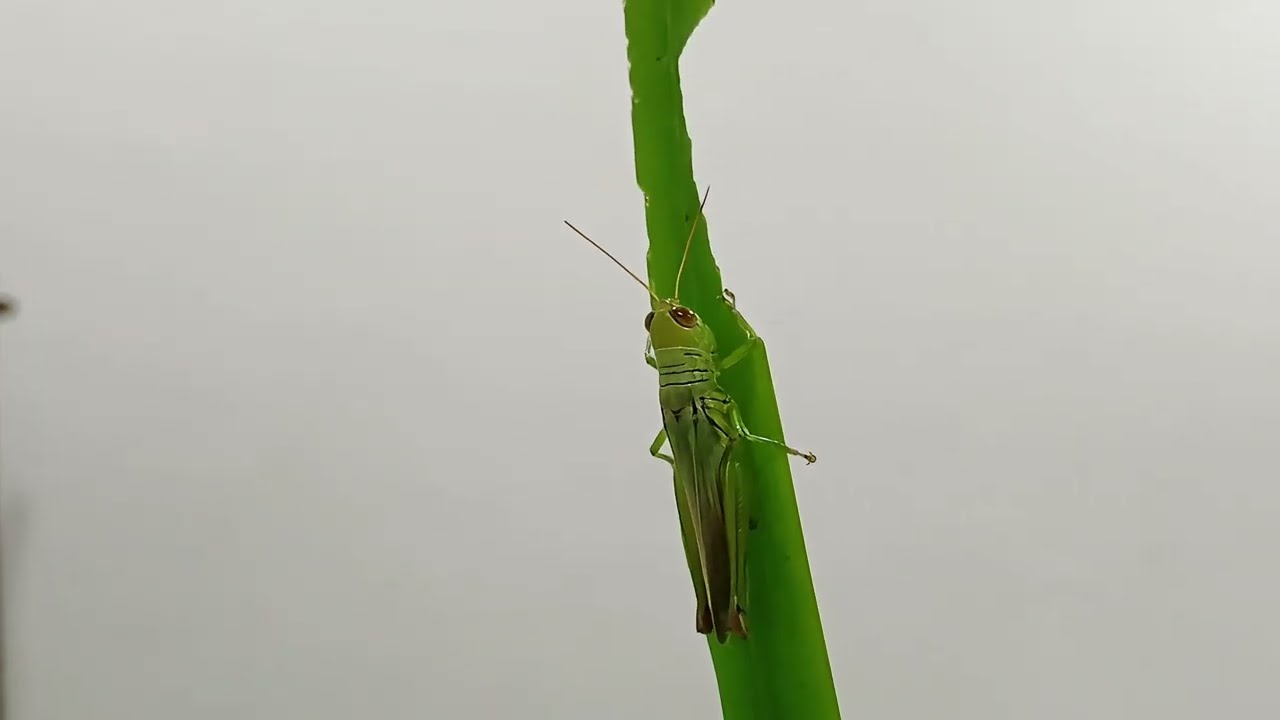 Insect VS Nature – How Tiny Creatures Survive Daily, Grasshopper