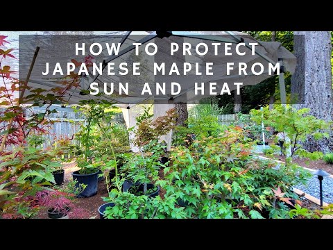 How to Protect Japanese Maple from Sun and Heat