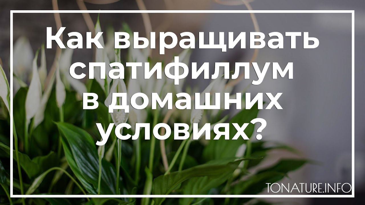 Спатифиллум после пересадки опустил листья. Желтеют листья у женского счастья. Женское счастье листья. Женское счастье чернеют листья.