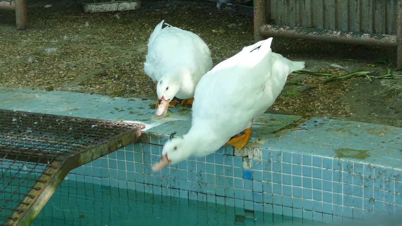 SENHORA DA HORA EM 4K