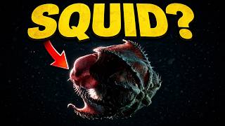 Nothing About The Vampire Squid is Normal...Here's Why