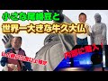 尾崎豆と！世界一の牛久大仏！