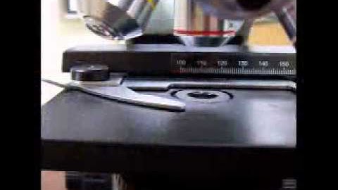 Lab 2 Microscope Parts