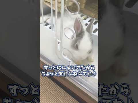 急に電池が切れたように眠くなる子うさぎの瞬間🐰