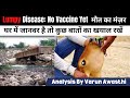 Lumpy Disease No Vaccine: 1 Lakh Cow Dead- Precautions need to Know
