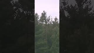 Sustainable logging and forest management . coughlookinatyoucaliforniacough