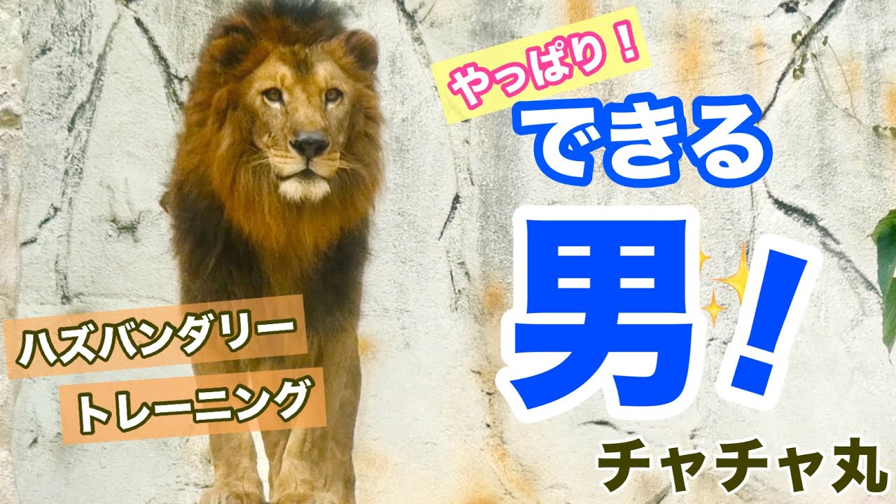【ライオンのハズバンダリートレーニング】イケメン チャチャ丸くんが見せてくれました✨