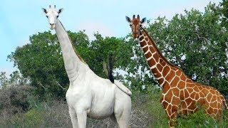 RAREST Completely White Animals In The World!