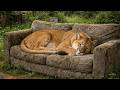 This mountain lion has found its favorite sofa, watch its strange reaction!