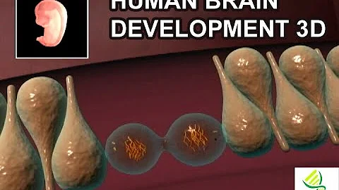 Human brain development in 3D: Brain Cortex