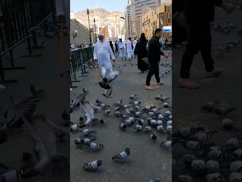 الله كيف شكل اجنحتها بداية السرعة اول وآخر اللقطة اجمل حمام المسجد الحرام الكعبة المشرفة الله