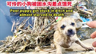 Poor Puppy Accidentally Falls into Drainage Ditch and Can't Get Out onto Shore by 猫狗一家亲 6,232 views 2 months ago 13 minutes, 59 seconds