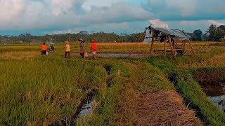 CINEMATIC SAWAH 30 DETIK | CINEMATIC SUNSET SAWAH | MAGELANG