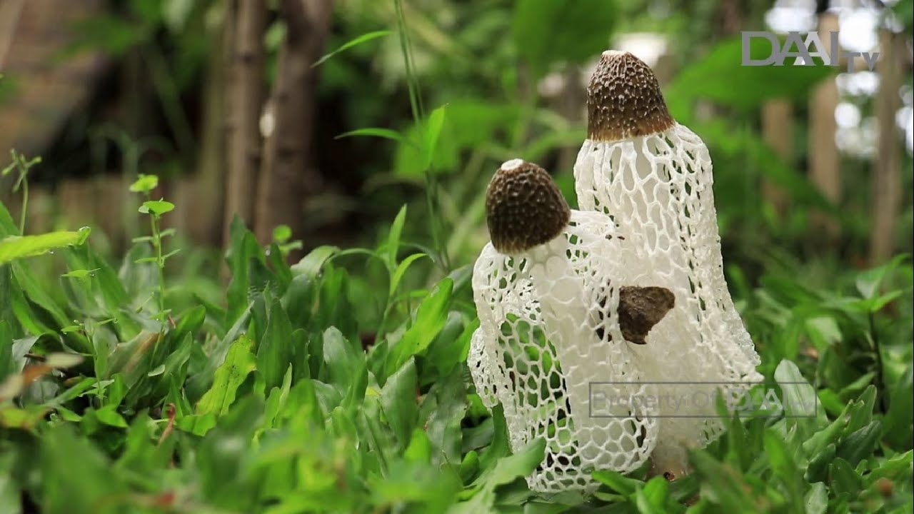 Kebun Pangan Selaras Alam | Bumiku Satu