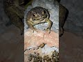 The Toad: A True Master of Hunting Honey Bees