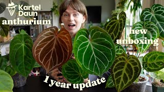 kartel daun anthurium 1 year update + new plants unboxing! 📦🌿