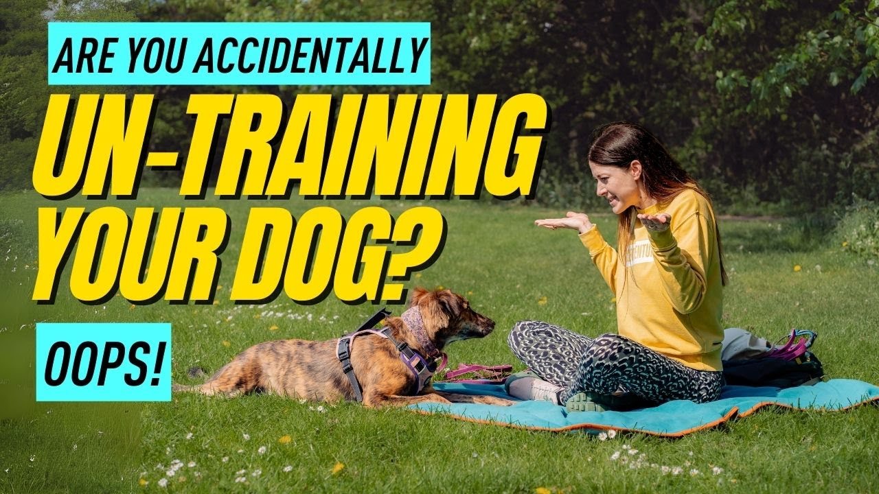 4 Sneaky Dog Training Mistakes Everyone Makes (Fix Them Fast)