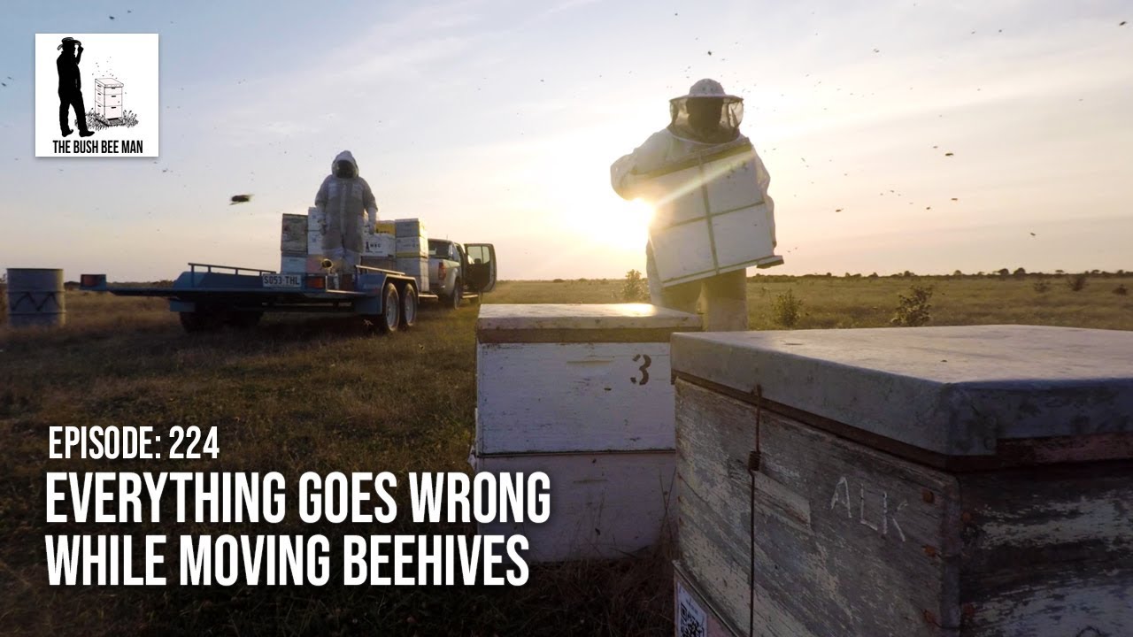 Everything Goes Wrong While Moving Beehives - The Bush Bee Man - YouTube