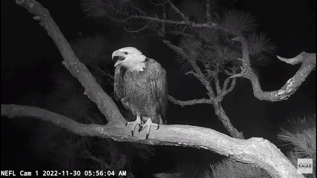 Gabby calling NEFL Cam 1 Live Bald Eagle Cam YouTube