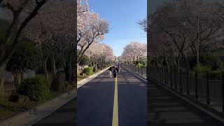 애월고등학교 진입로 벚꽃개화 2024.04.01(월)