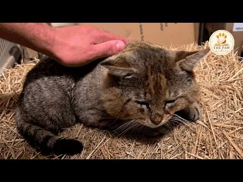 Scarred Stray Cat Didn't Trust Anyone — Until He Chose a Loving Family of His Own