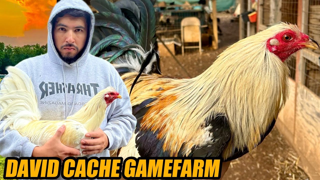 Grey Regular Kerry Brownred And Claret Pure White Kelso | DAVID CACHE GAMEFARM