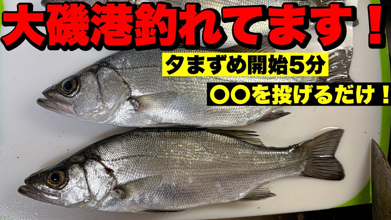 【大磯港】夕まずめに〇〇を投げるだけで釣れちゃう！開始５分で連発！