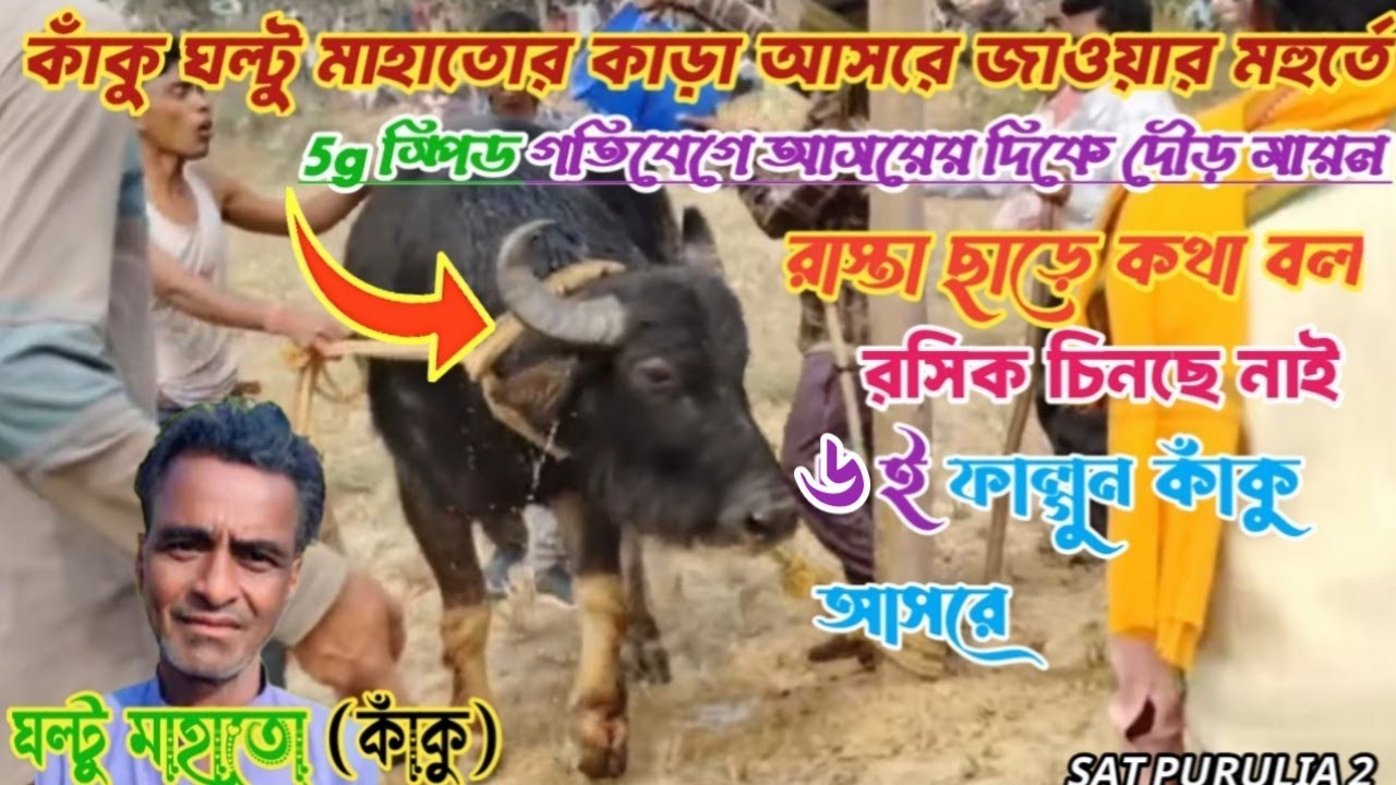 কাঁকু ঘল্টু মাহাতোর কাড়া আসরে জাওয়ার মহুর্তে রসিক চিনছে নাই SAT PURULIA 2 