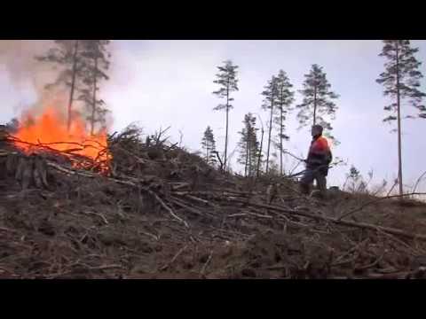 Video: Metsä Elinympäristönä