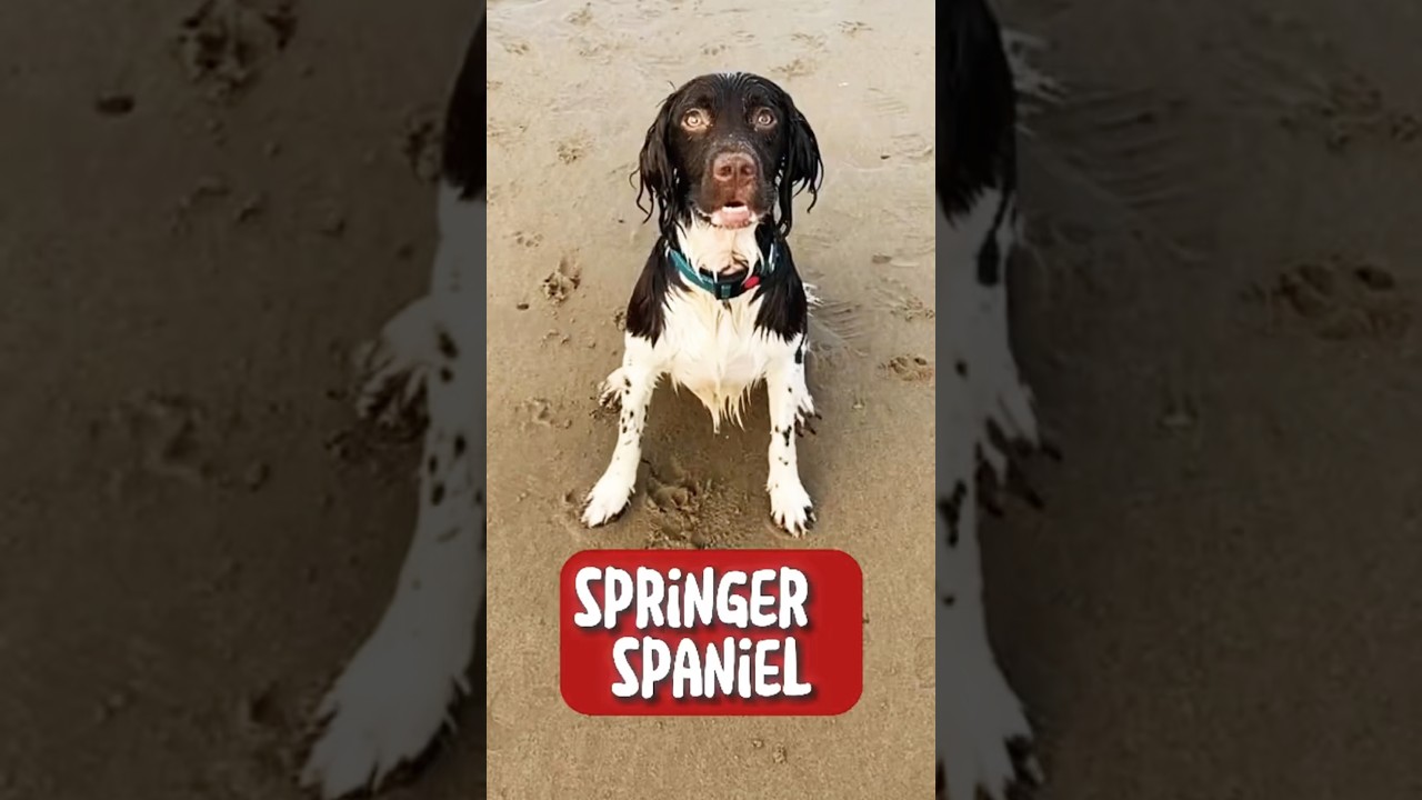 Introducing the Springer Spaniel. 