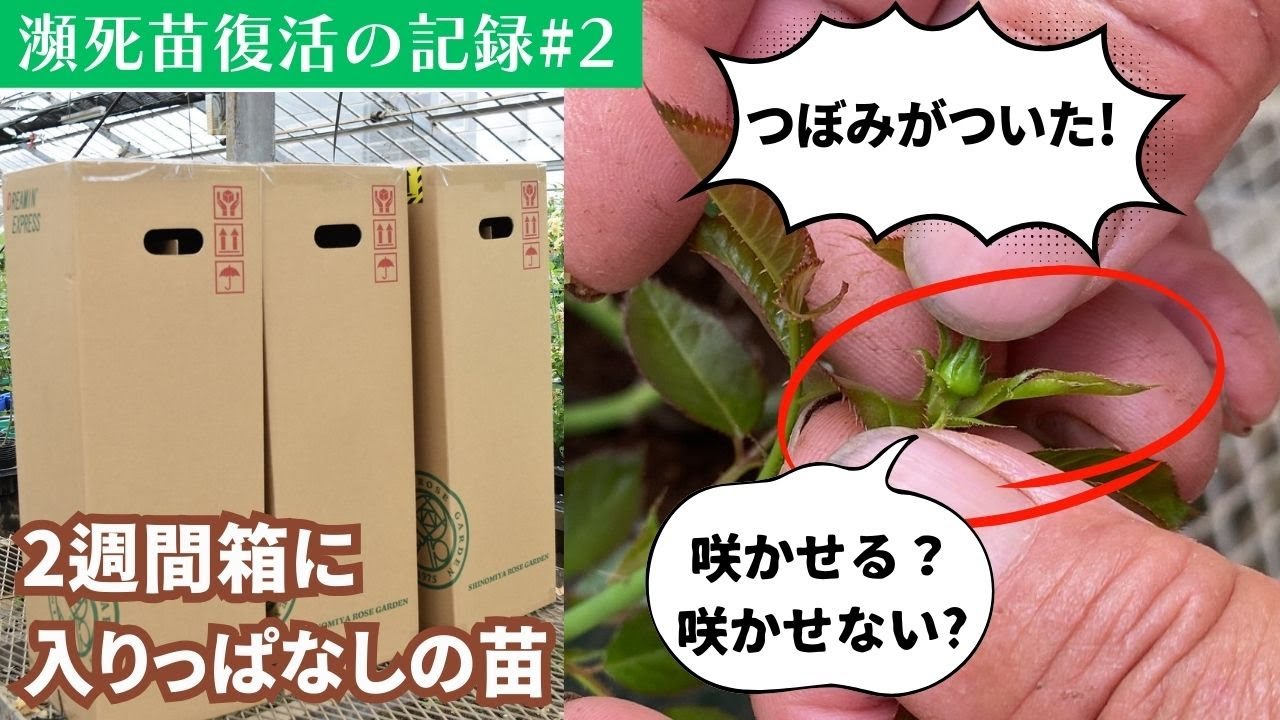 瀕死苗復活の記録#2 つぼみがついた！【咲かせる?咲かせない?】#根腐れ