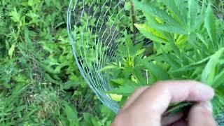 Guerilla grow 2026